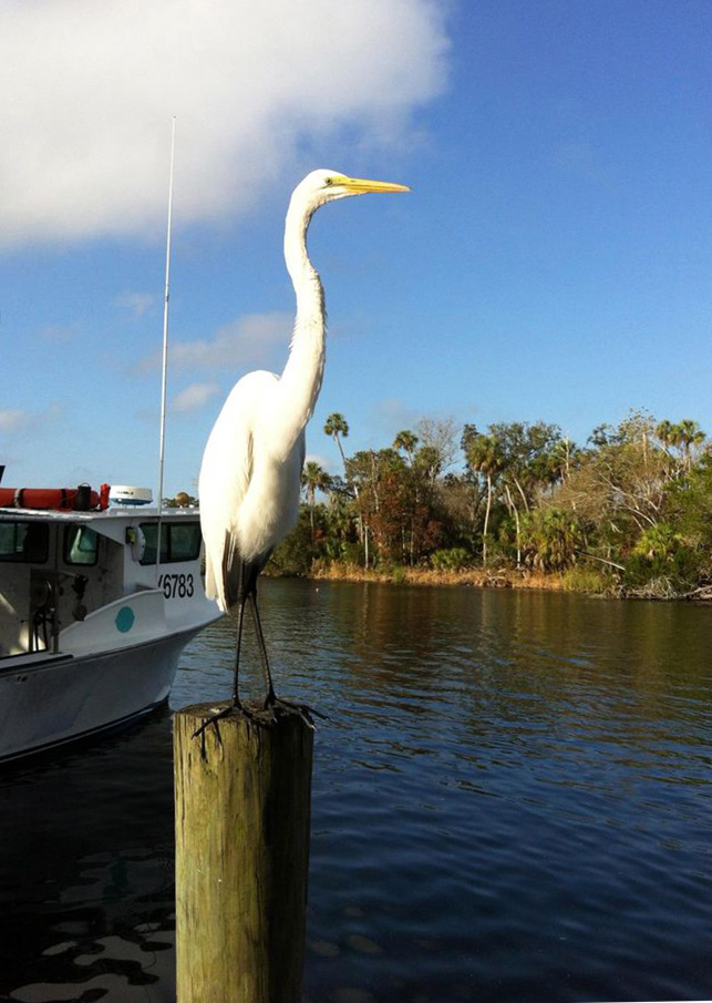 Larry the egret on the dock nature coast